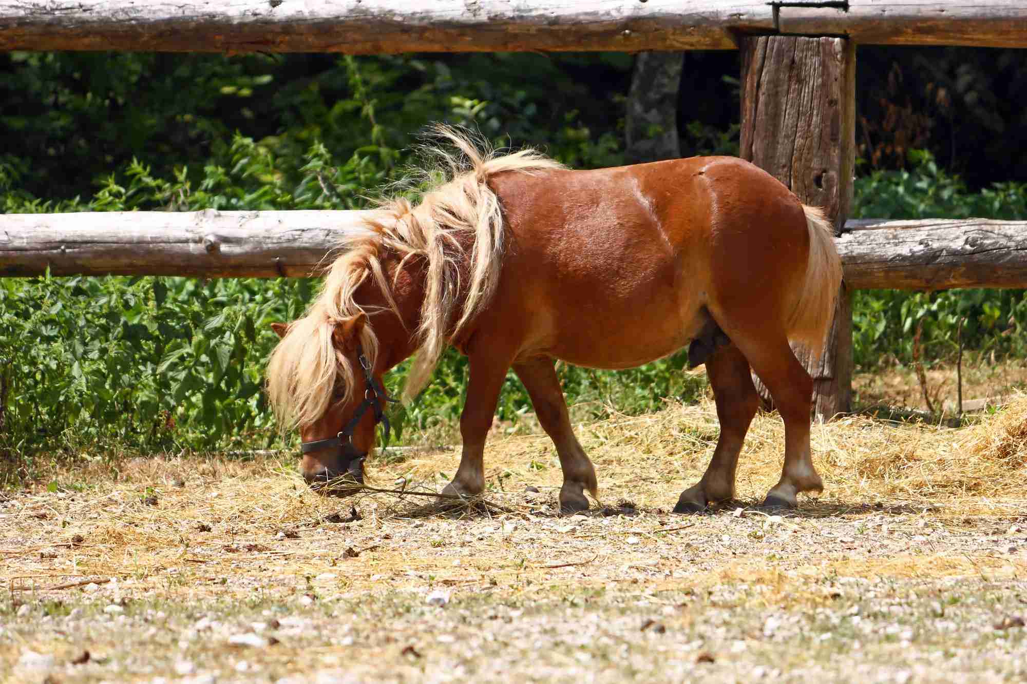 Brown little horse